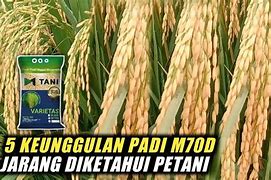 Keunggulan Padi M70